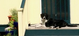 guarding back door 2