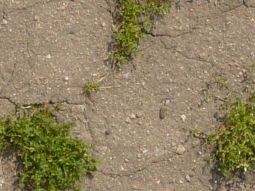 road_old_asphalt_0024_01_crop