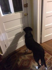 waiting at back door