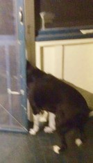 head through screen door