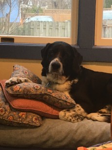 Pettigrew on three pillows