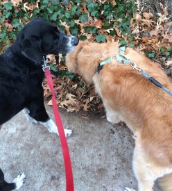 sniffing with stella