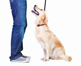 dog gazing at trainer 1