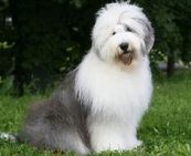 old english sheepdog